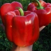 Slatka paprika hercules f1