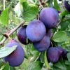 Plum egg blue
