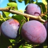 Plum starting