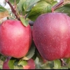 Red delicious sorta jabuka