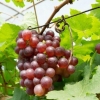Sorta grožđa minsk roza: opis, fotografija, recenzije