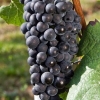 Sorta grožđa pino crni (pinot noir): karakteristike i opis, fotografije, recenzije