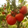 Sorte paradajza za otvoreno tlo