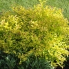 Spirea firelight