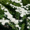 Nipponian spirea: snowmound, junbride, halvardsilver