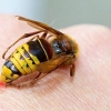 Lijekovi za pčele i ose
