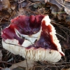 Russula kele: opis i fotografija