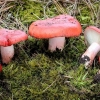 Russula krvavo crvena: gdje raste i kako izgleda
