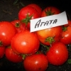 Ahat paradajz: recenzije, fotografije