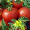 Gina paradajz tst: karakteristike i opis sorte, recenzije