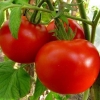 Tomato lyudmila