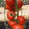 Tomato president 2 f1