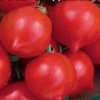 Paradajz primadona