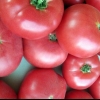 Ružičasti obrazi paradajza: recenzije, fotografije