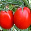 Paradajz šećerne šljive