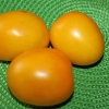 Zlatna jaja od paradajza: karakteristike i opis sorte