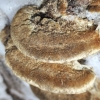 Trametes troga: fotografija i opis