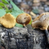 Varijabilna gljiva tinder (polyporus varius): fotografija i opis