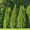 Thuja div (presavijena, thuja plicata): opis sorti sa fotografijama i nazivima