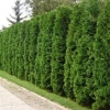 Thuja columna zapadna: opis, sadnja i njega