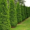 Thuja spiralis - opis sorte, sadnja i njega