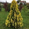 Thuja zapadna žuta vrpca (žuta vrpca, žuta vrpca): opis i fotografija, recenzije, visina