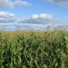 Žetva i tehnologija uzgoja kukuruza za silažu
