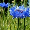 Cornflower blue