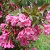 Weigela cvjeta nana purpurea (ljubičasta, nana purpurea): fotografija, opis, recenzije, reprodukc...