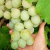 Grožđe kesha - krupnoplodna sorta domaće selekcije