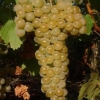 Grožđe kišmiš citron: opis sorte, fotografija