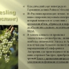 Rajnski rizling - opis i karakteristike sorte