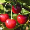 Ljepota trešnje zherdevskaya: opis sorte + recenzije, oprašivači