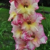 Uzgoj gladiola na otvorenom