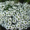 Uzgajanje iz sjemena alyssum snježnog tepiha