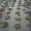 Uzgoj jagoda pod agrofibrom