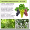 Uzgoj grožđa od a do z - vinogradarstvo za početnike