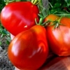 Visoki paradajz za staklenik: 15 najproduktivnijih sorti