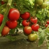 Sorte paradajza visokog prinosa