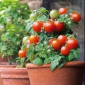 10 Ukrasnih paradajza - sobne sorte za zimsko uzgoj