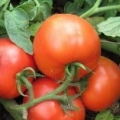 11 Paradajz holandske selekcije za plastenike i otvoreno tlo - najbolje sjeme