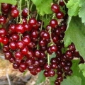 18 Najboljih sorti crvene ribizle