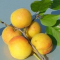 Apricot kichiginsky