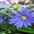 Anemone blanda: sadnja i njega