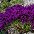 Aubretia (brijanje) višegodišnja: sadnja i njega, fotografija cvijeća u cvjetnoj gredici