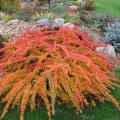 Barberry thunberga zeleni tepih (zeleni tepih)