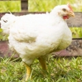 Brojler ross 308 - opis pasmine i karakteristika, tabela hranjenja i težina po danu