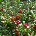 Lingonberries: fotografija bobica