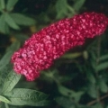Buddleya david royal red