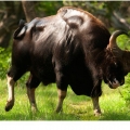 Bull gaur